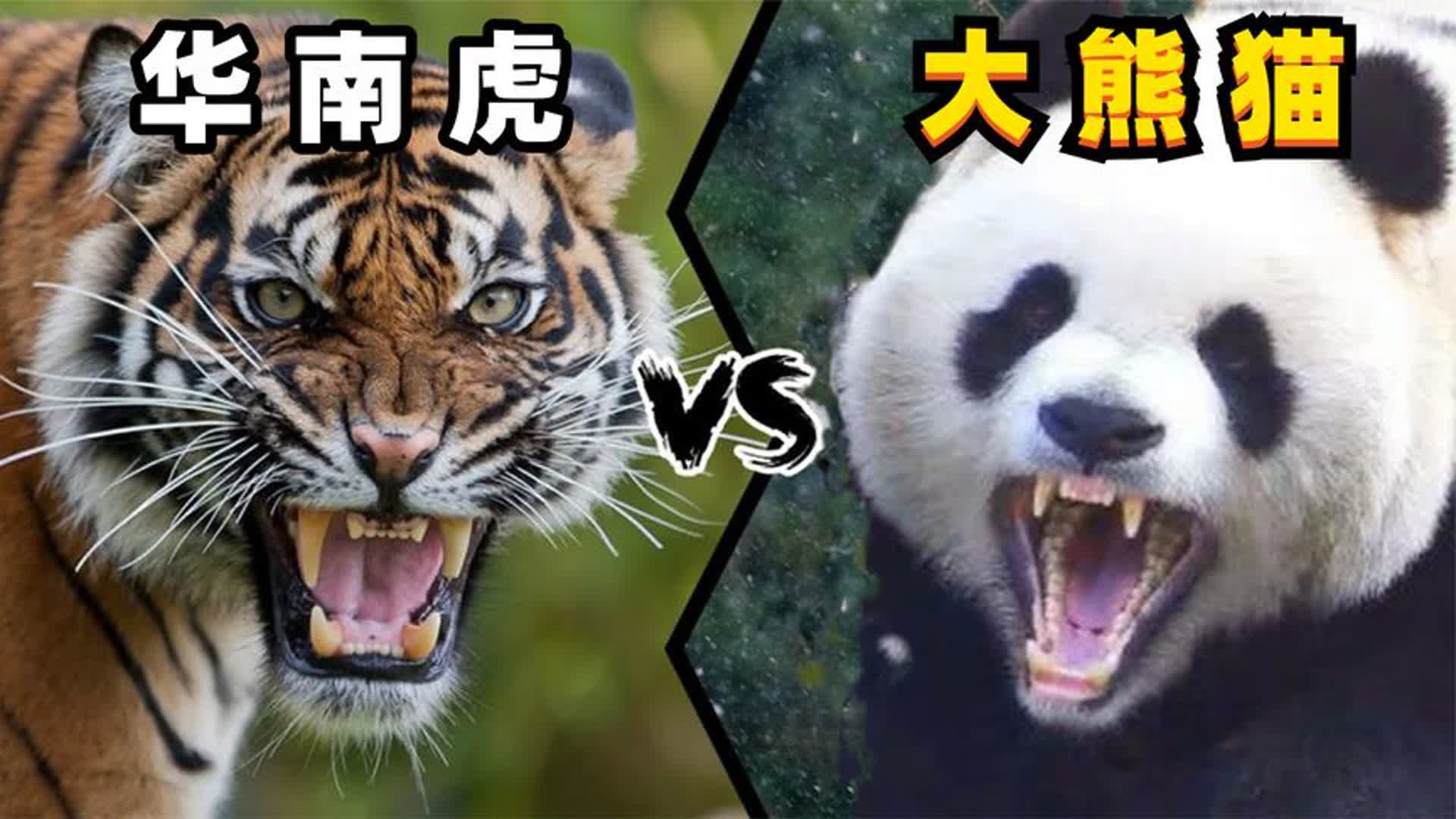 强强对话势均力敌，谁能笑到最后？的简单介绍